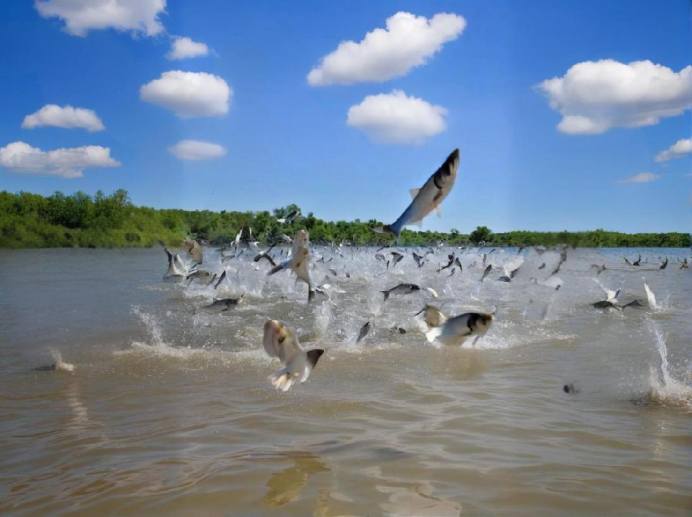 如何鑒別水產(chǎn)品中是否含有甲醛？