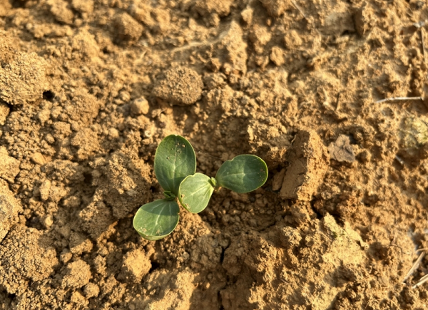 測定土壤碳氮比的意義在于哪里？土壤總有機碳檢測儀的原理