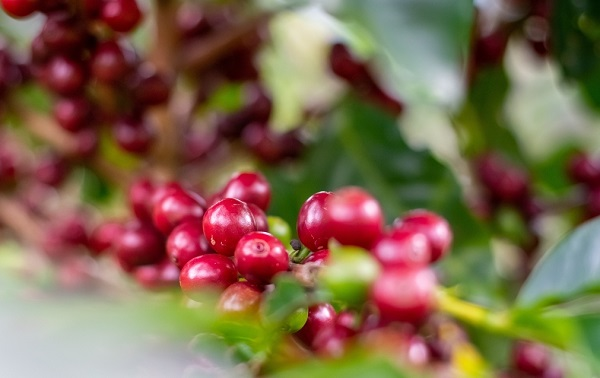 農(nóng)藥殘留檢測(cè)儀有哪些說明？蔬菜中農(nóng)藥殘留超標(biāo)的原因