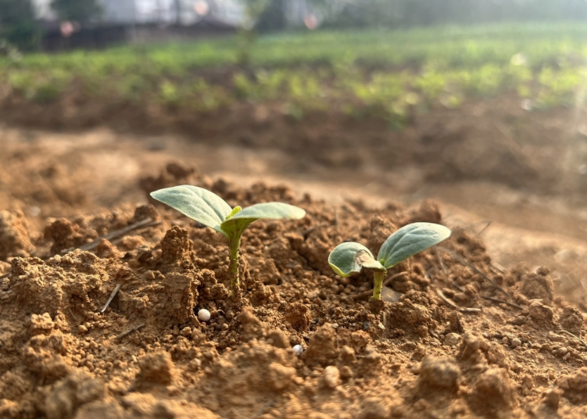 土壤重金屬速測(cè)儀的應(yīng)用領(lǐng)域，土壤重金屬檢測(cè)儀的作用