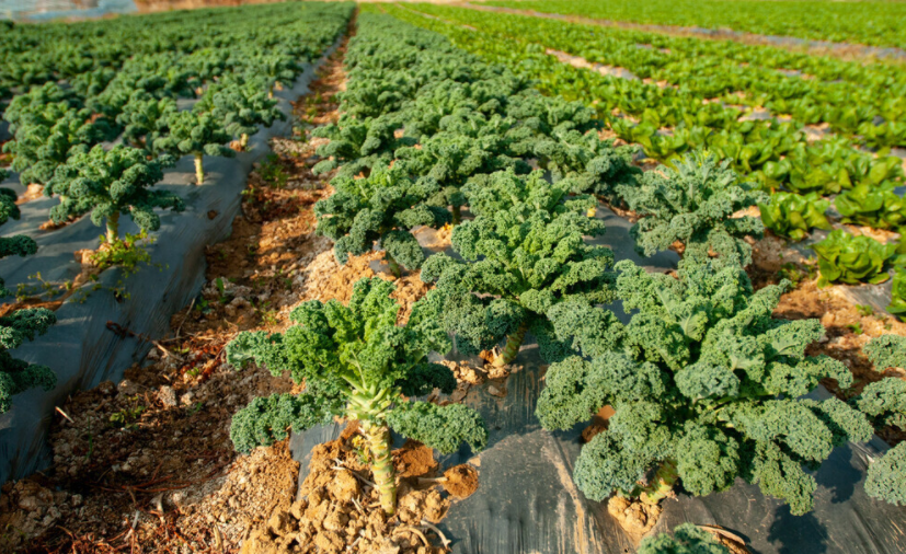 專業(yè)級(jí)測(cè)定！肥料養(yǎng)分含量測(cè)定儀幫您分析土壤和肥料中的養(yǎng)分含量