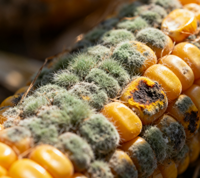 實(shí)驗(yàn)室用真菌毒素檢測(cè)儀的工作原理是什么？如何選擇適合自己實(shí)驗(yàn)室的真菌毒素檢測(cè)儀？